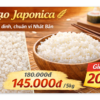 GẠO Japonica